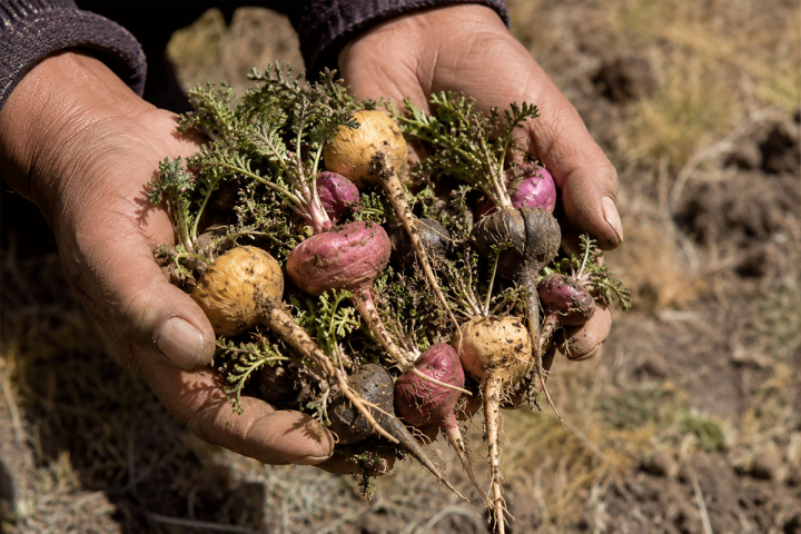 Alimentos originarios del Perú que se siguen cultivando